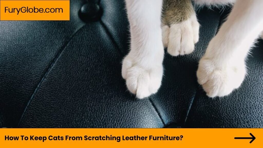 How To Keep Cats From Scratching Leather Furniture?