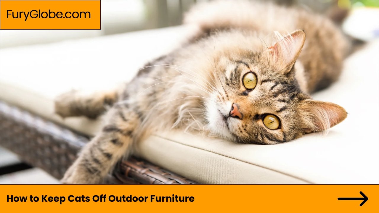 Keep cats off patio furniture best sale